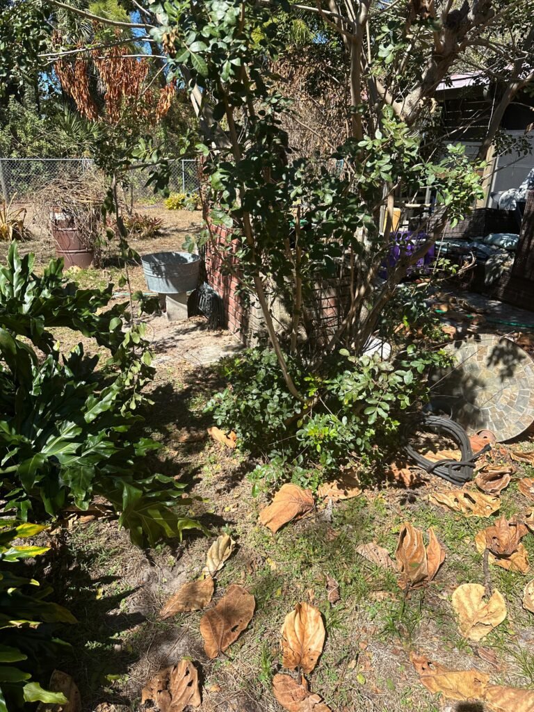 Overgrown backyard with garden debris and old planters before cleanout